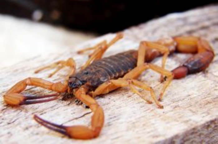O que fazer após uma picada de escorpião